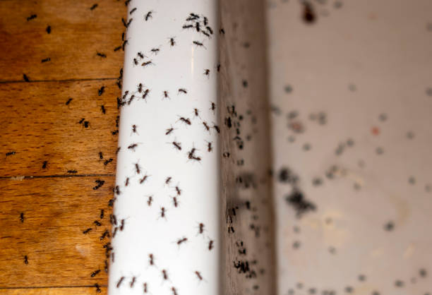 Best Pest Removal Services  in Sandy, UT